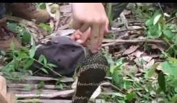 Cậu bé 12 tuổi tay không sờ đầu rắn hổ mang chúa