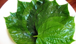 Lá lốt và lợi ích tuyệt vời cho sức khỏe