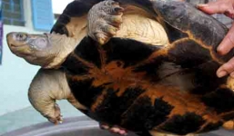 Rùa 'khủng' nặng 14kg ở Cần Thơ sẽ bán giá trên 100 triệu