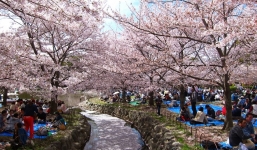 Hà Nội sẽ trồng hoa anh đào Nhật Bản tại Công viên Hòa Bình