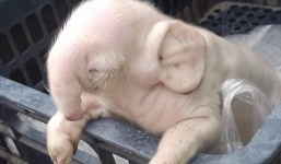 Phát hiện heo có hình dáng giống voi con