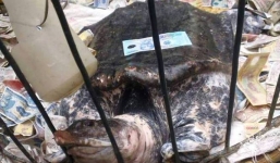 Lão nông thả rùa quý giống rùa Hoàn Kiếm dù được trả giá trăm triệu