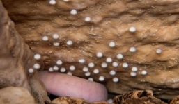 Video: Nín thở chờ trứng rồng Slovenia nở