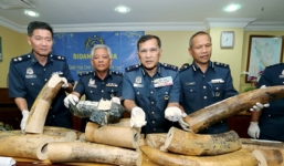 Malaysia: Tịch thu 160kg ngà voi từ ba nghi phạm người Việt