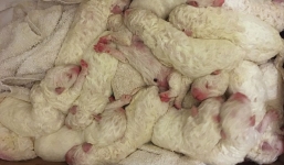 Chó chăn cừu lập kỷ lục sinh 17 con ở California