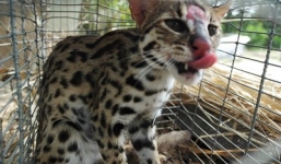 Bẫy được mèo rừng Châu Phi ăn trộm gà