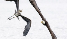 Đại bàng cướp trắng cá tươi trước mặt diệc xanh