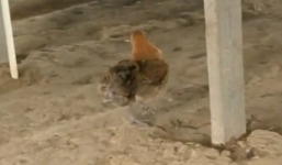 Người dân ngạc nhiên khi phát hiện gà bốn chân 