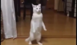 Ngỡ ngàng với những phản ứng thông minh của mèo