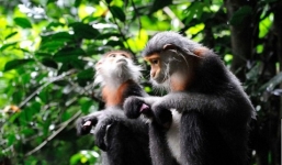 Phát hiện đàn voọc 500 cá thể quý hiếm ở Tây Nguyên