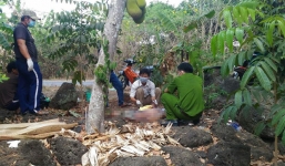 Phát hiện cụ ông nằm bất động trong rẫy tiêu