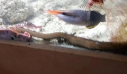 Giun khổng lồ, dài 1,2 mét trong bể cá