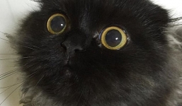 Cận cảnh chú mèo đáng yêu nổi tiếng trên mạng xã hội