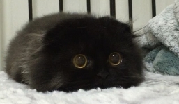 Cận cảnh chú mèo đáng yêu nổi tiếng trên mạng xã hội