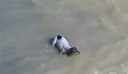 Video: Kỳ diệu cảnh chú chó nhỏ tự mình vượt lũ