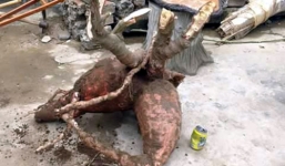 Nông dân đào được củ sắn 60kg, bán 2,5 triệu đồng