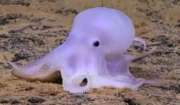 Phát hiện bạch tuộc 'ma' chưa từng thấy ở biển Thái Bình Dương