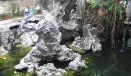 Thực hư kho báu chôn dưới gốc cây sanh cổ 14 tỷ 