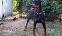 Video chó nhà điên cuồng 'huyết chiến' với sư tử