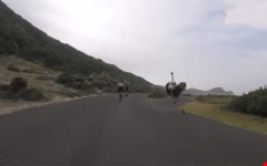 Video: Chú đà điểu chạy với tốc độ 50km/h, rượt đuổi 2 tay đua xe đạp