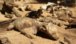 Sở thú hoang tàn vì động vật bị bỏ đói đến chết khô