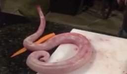 Video: Rắn bị mất đầu, lột da vẫn quay sang tấn công đầu bếp