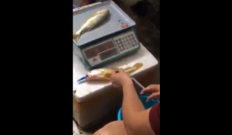 Video: Dùng xi lanh bơm 'chất lạ' vào cá