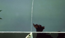 Cận cảnh loài cá săn mồi bằng cách phun nước