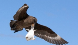 Chim cướp biển táo tợn bắt cánh cụt làm con mồi