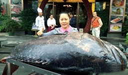 Bắt được cá mú khổng lồ nặng hơn 170 kg