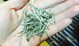 Đại gia chịu chi hàng chục triệu đồng săn lùng Bạch trà