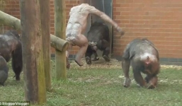 Tinh tinh trụi hết lông bị đồng bọn vây đánh