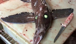 Bắt được cá 'quái vật' có cánh, mắt phát sáng