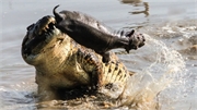Cá sấu 'khủng' truy sát hà mã ở Nam Phi