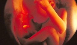 Thai nhi 'nhảy múa' trong bụng mẹ