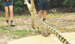 Video: Cá sấu 'khủng' tấn công, ngoạm tay nữ huấn luyện