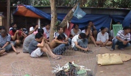 Triệt phá trường gà lớn, thu giữ hàng trăm triệu đồng