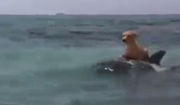 Cá heo cõng chó trên lưng giữa biển khơi