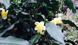 Cây chè cổ 200 tuổi: có trả tiền tỷ cũng không bán