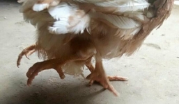 Gà 4 chân độc đáo hút dân mạng