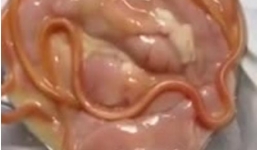 Hãi hùng sán ngọ nguậy trong lòng lợn