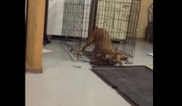 Clip chú chó phá tung lồng sắt thoát ra ngoài