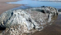 Video: Cận cảnh 'thủy quái' khổng lồ dạt vào bờ biển Mexico