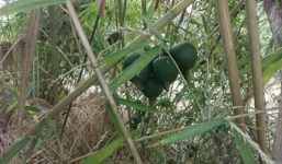 Sự thật sau việc ở Hà Tĩnh xuất hiện cây tre trăm năm ra quả