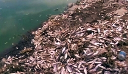 Video: Bí ẩn hàng nghìn con cá chết phủ trắng bờ hồ