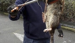 Kỳ lạ chuột khổng lồ to như trẻ em ở Anh