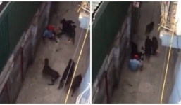 Vụ 4 con chó tấn công người đàn ông: Lời kể kinh hoàng của nạn nhân