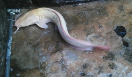 Bắt được cá trê bạch tạng nặng 3kg ở Quảng Trị