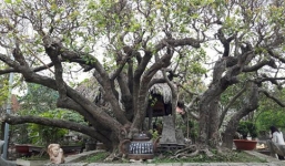 Cây thân rồng độc nhất Việt Nam, đại gia Nhật trả 10 tỷ không bán