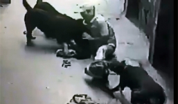 Vụ 4 con chó cắn chủ: Bị cắn vẫn phải chịu xử phạt